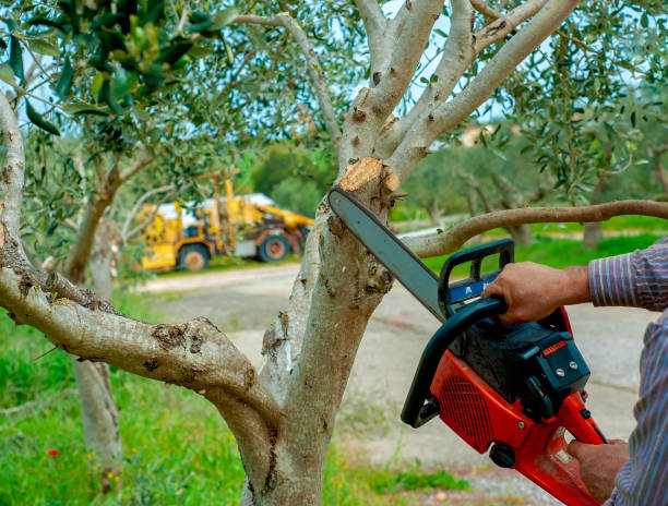 Best Tree Branch Trimming  in Hutchinson, MN